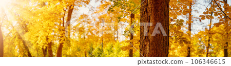 Panoramic close-up view of the chestnut tree in autumnal park. 106346615