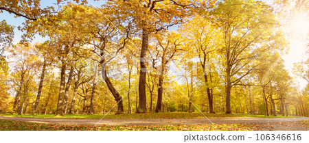 View on the old high trees in autumnal natural park. 106346616