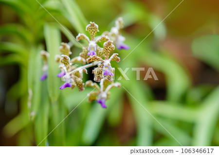 小斑點蘭花、萬代蘭 106346617