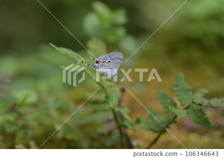 雙尾琉璃小灰蝶 (蘭灰蝶)(Hypolycaena kina inari (Wileman, 190 106346643