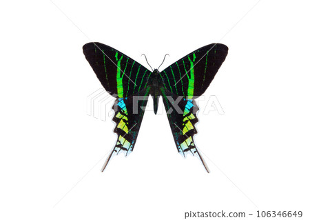 green banded urania butterfly (urania leilus) isolated on a white background green banded urania butterfly (urania leilus) isolated on a white background 106346649