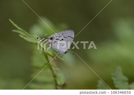 雙尾琉璃小灰蝶 (蘭灰蝶)(Hypolycaena kina inari (Wileman, 190 106346650