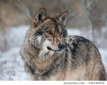 portrait of a gray wolf on a blurred background 106346659