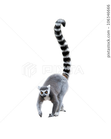 lemur isolated on white background 106346666