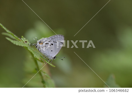 Hypolycaena kina inari (Wileman, 19 Hypolycaena kina inari (Wileman, 19 106346682
