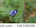 Hypolycaena kina inari (Wileman, 19 106346686