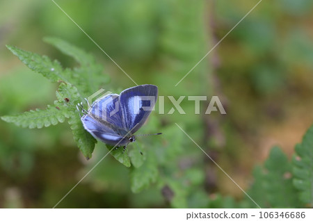 Hypolycaena kina inari (Wileman, 19 Hypolycaena kina inari (Wileman, 19 106346686