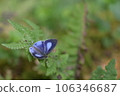 Hypolycaena kina inari (Wileman, 19 106346687