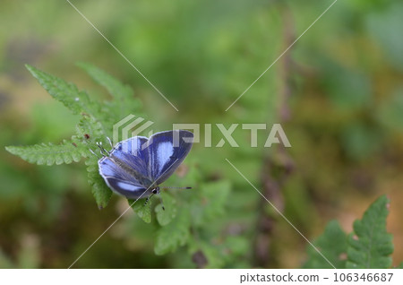 雙尾琉璃小灰蝶 (蘭灰蝶)(Hypolycaena kina inari (Wileman, 19 106346687