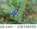Hypolycaena kina inari (Wileman, 19 106346688