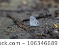 Hypolycaena kina inari (Wileman, 19 106346689