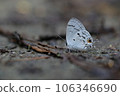 Hypolycaena kina inari (Wileman, 19 106346690