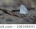 Hypolycaena kina inari (Wileman, 19 106346691