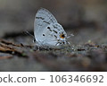 Hypolycaena kina inari (Wileman, 19 106346692