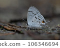 Hypolycaena kina inari (Wileman, 19 106346694
