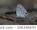 Hypolycaena kina inari (Wileman, 19 106346695