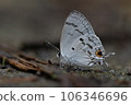 Hypolycaena kina inari (Wileman, 19 106346696