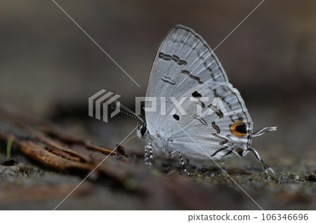 雙尾琉璃小灰蝶 (蘭灰蝶)(Hypolycaena kina inari (Wileman, 19 雙尾琉璃小灰蝶 (蘭灰蝶)(Hypolycaena kina inari (Wileman, 19 106346696