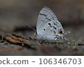 Hypolycaena kina inari (Wileman, 190 106346703