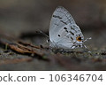 Hypolycaena kina inari (Wileman, 190 106346704