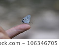 Hypolycaena kina inari (Wileman, 190 106346705