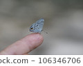 Hypolycaena kina inari (Wileman, 190 106346706