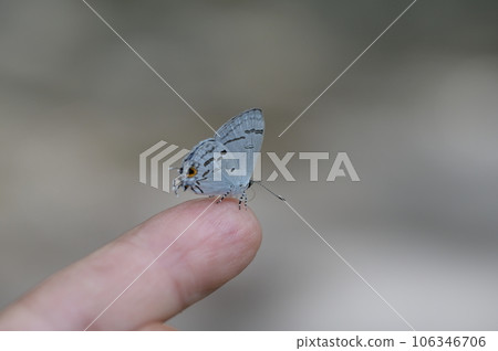雙尾琉璃小灰蝶 (蘭灰蝶)(Hypolycaena kina inari (Wileman, 190 雙尾琉璃小灰蝶 (蘭灰蝶)(Hypolycaena kina inari (Wileman, 190 106346706