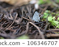 Hypolycaena kina inari (Wileman, 190 106346707