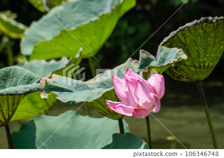  Lotus 106346748