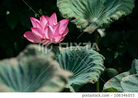  Lotus 106346855