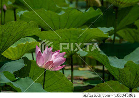  Lotus 106346861