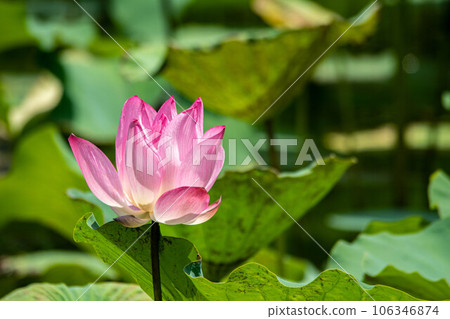  Lotus 106346874