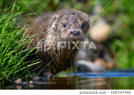 Lutra in nature habitat. Portrait of water predator. Animal from the river Lutra in nature habitat. Portrait of water predator. Animal from the river 106347446