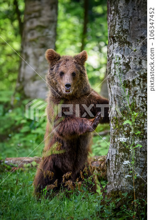 Wild Brown Bear (Ursus Arctos) in the forest. Animal in natural habitat. Wildlife scene 106347452