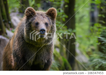 Wild Brown Bear (Ursus Arctos) in the forest. Animal in natural habitat. Wildlife scene 106347453