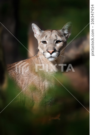 Cougar, mountain lion, puma on dark background 106347454