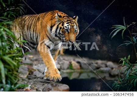 Close up adult tiger portrait in jungle on night sky background 106347456