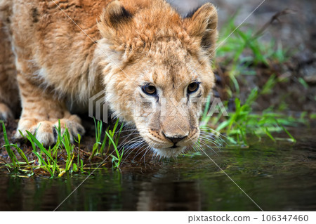 Close Lion cub drink water in savannah of National park of Kenya, Africa 106347460