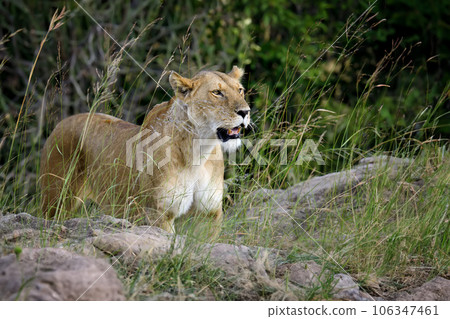Beautiful Lion in the grass of National park of Kenya, Africa 106347461