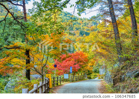 Yamanashi Prefecture Autumn leaves Shosenkyo Yamanashi Prefecture Autumn leaves Shosenkyo 106347685