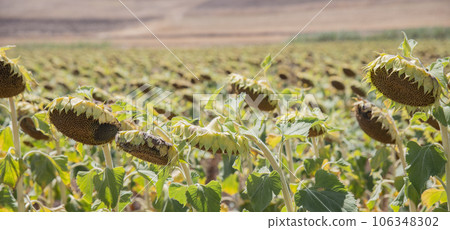 Sunflower harvest dies in a field without rain . concept of global warming and drought. without water. Sunflower harvest dies in a field without rain . concept of global warming and drought. without water. 106348302