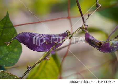 wisteria bean dokichos lablab purple beans beans beans purple plant green outdoors japan tokyo nature wisteria bean dokichos lablab purple beans beans beans purple plant green outdoors japan tokyo nature 106348617