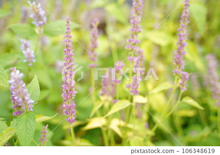 river green agastache rugosa purple purple purple flower little flower flower plant green river green agastache rugosa purple purple purple flower little flower flower plant green 106348619