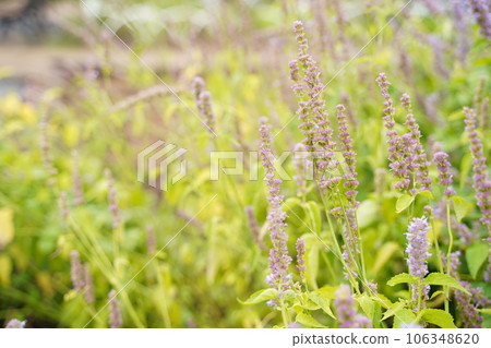 river green agastache rugosa purple purple purple flower little flower flower plant green river green agastache rugosa purple purple purple flower little flower flower plant green 106348620