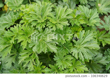 劍魚, yakumousou, masudagusa, 益母草, japonicus, 植物, 綠色, 戶外, 日本, 東京, 自己 106348629