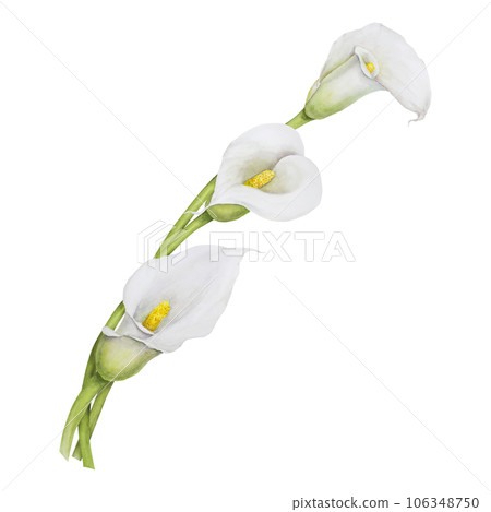 Watercolor clipart of white calla lily flowers. Hand drawn floral illustration for wedding invitations, floristic, beauty salon. Isolated composition of tropical water arum 106348750