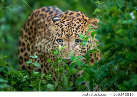 wild male leopard or panther or panthera pardus fusca face closeup in natural monsoon green season during outdoor jungle safari at forest of central india asia 106348816