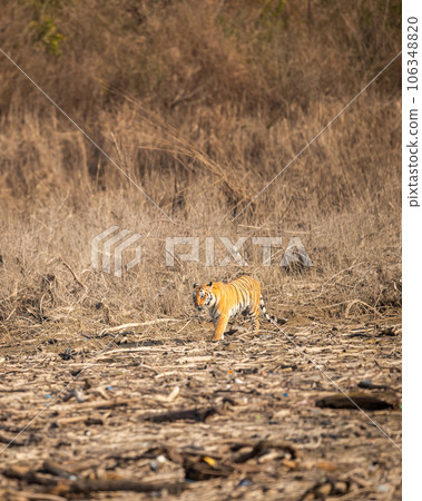 wild bengal female tiger or panthera tigris walking or on territory stroll in morning safari at dhikala zone of jim corbett national park forest tiger reserve uttarakhand india asia wild bengal female tiger or panthera tigris walking or on territory stroll in morning safari at dhikala zone of jim corbett national park forest tiger reserve uttarakhand india asia 106348820