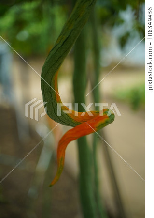 snake gourd, melon, gourd, long, trichosanthes, anguina, cucurbitaceae, orange, fruit, fruit, snake gourd, melon, gourd, long, trichosanthes, anguina, cucurbitaceae, orange, fruit, fruit, 106349436