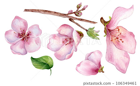 Set of pink flowers of peach tree watercolor illustration isolated on white. Blossom fruit tree, white bloom hand painting. Design element for wedding invitation, textile, wrapping, card, package 106349461